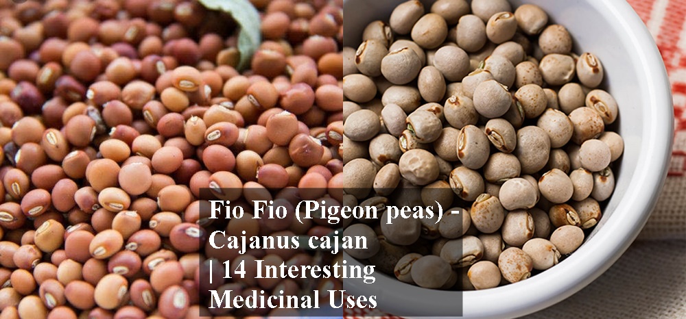 Fio Fio (Pigeon peas) - Cajanus cajan | 14 Interesting Medicinal Uses
